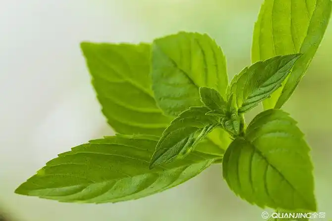 薄荷叶
