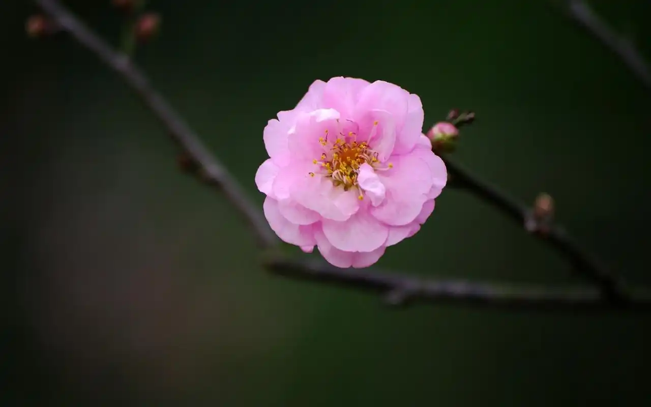 带来一组清新淡雅梅花微距摄影图片桌面壁纸~梅花是中国十大名花之首