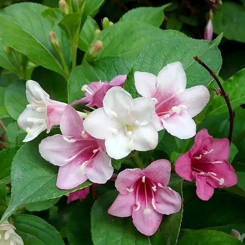 又是一年花开早——锦带花