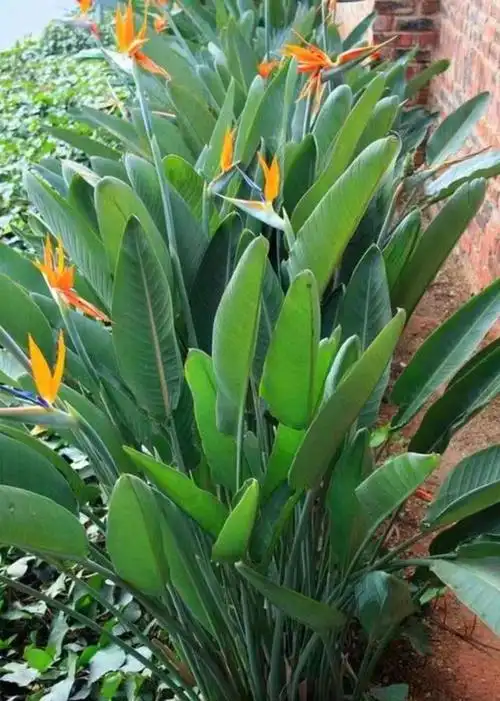 天堂鸟的寓意及风水作用