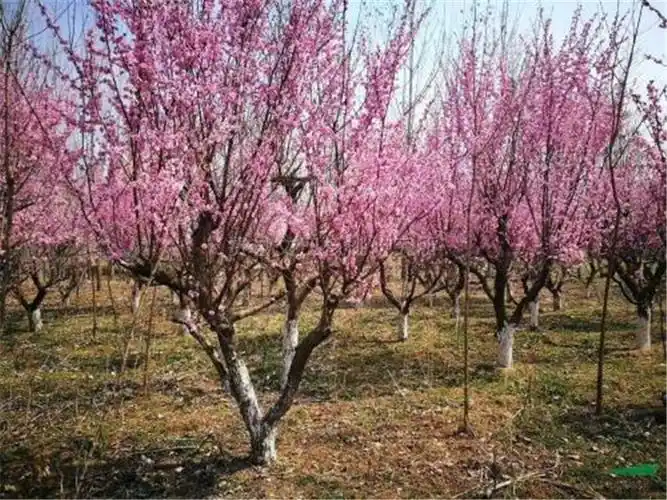 美人梅基地供应 早春预定中观赏树美人梅 青州美人梅基地供应