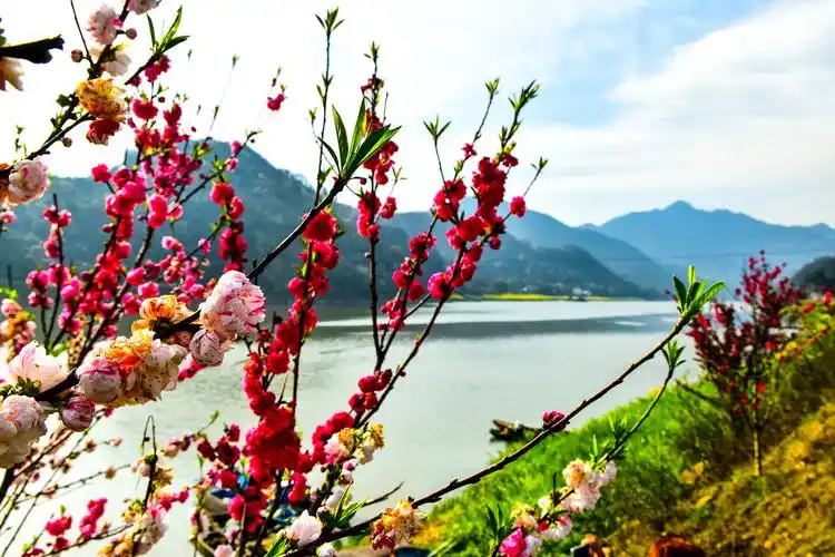 【图片3】新安江山水画廊踏青之旅--蜂鸟论坛照片套图