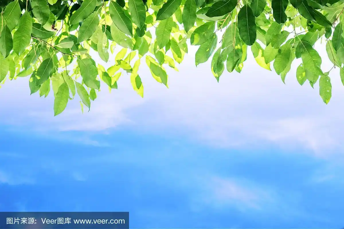 绿叶和蓝天的背景