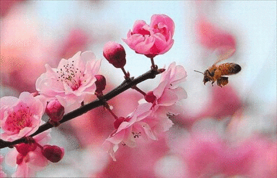 老师像小蜜蜂采蜜一样忙碌而又快乐!