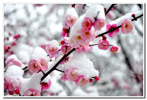 二十四节气之大寒