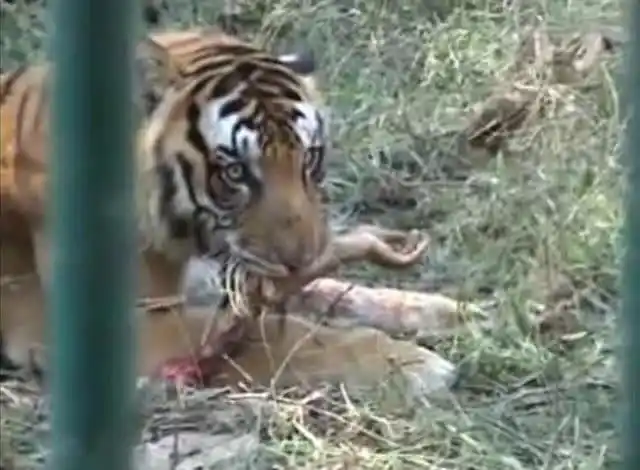 印度发生的老虎吃人事件视频