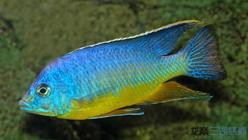 三湖慈鲷图鉴精华美图版(持续更新)