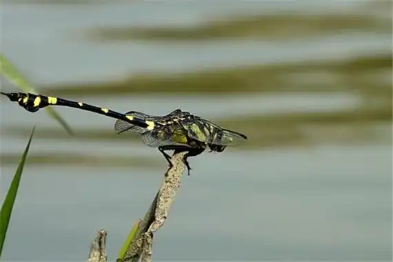 皇蜻蜓欧洲最大飞行速度最快的蜻蜓飞行动物佼佼者
