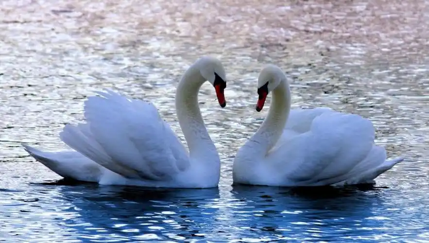 天鹅,爱情,忠诚