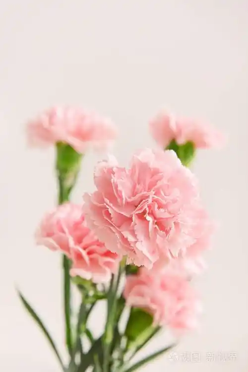明亮背景下美丽的康乃馨花照片-正版商用图片2o5ic6-摄图新视界