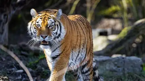 百兽之王老虎的近照摄影电脑壁纸