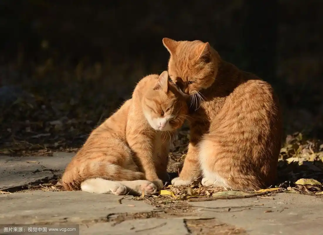 猫咪互相拥抱