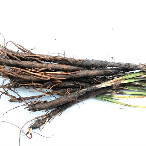 贵州草药农产品仙茅500g中药材独脚仙矛地棕苗独茅根其他药食同源食品