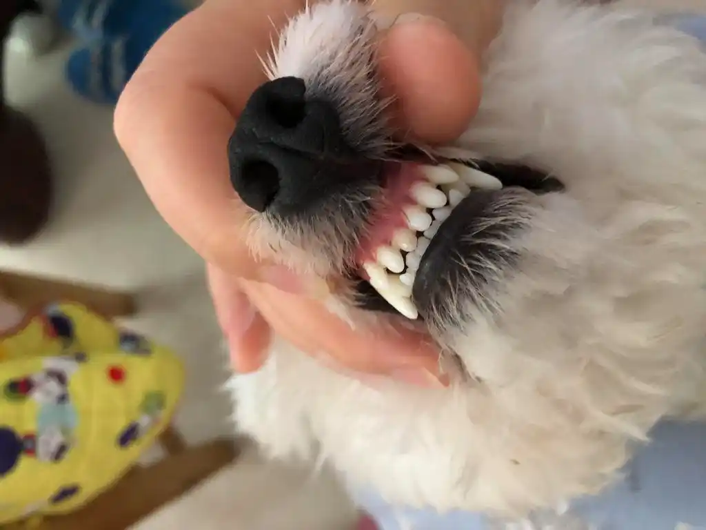 比熊看这牙齿有几个月了