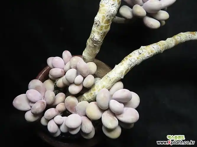 > 醉美人一体木质化 (graptopetalum amethystinum)