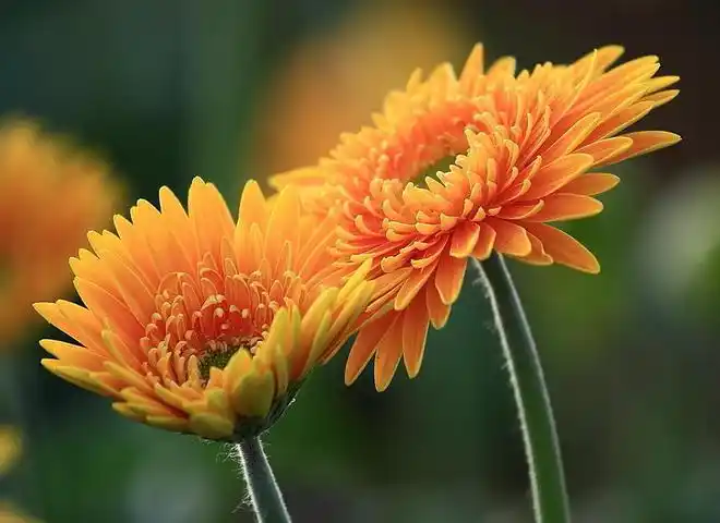 十二生肖各代表的幸运花与寓意有哪些,快来看看~(下)