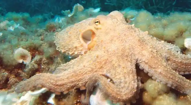 稍微详细点来说,乌贼是底栖动物,喜欢黑暗环境,常年在海底缓慢爬行