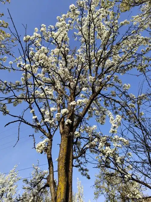 328金川梨花最新图