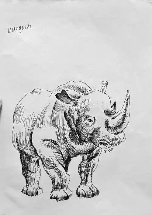 速写写生犀牛