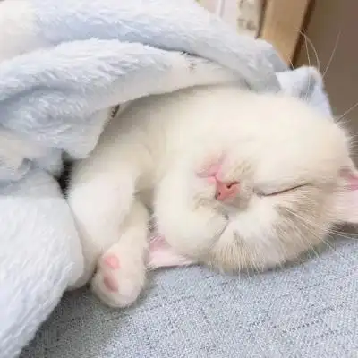 小白猫咪_卡通动漫头像_我要个性网