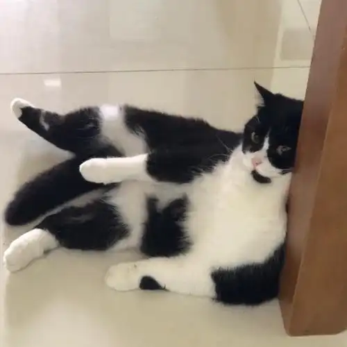 无偿送养 英短黑白