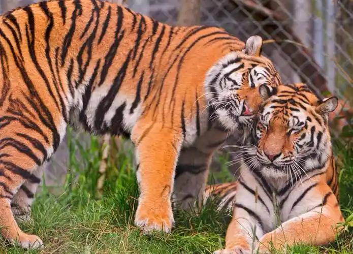 《两只老虎》,不可思议的歌谣