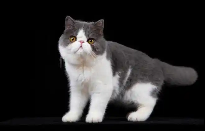 为什么养加菲猫的人这么少?你能接受它这些缺点吗