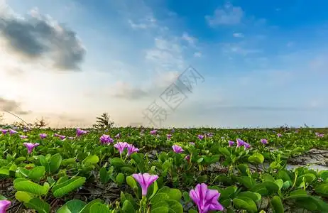 蓝天白云下广西北海沙滩上盛开的鲜艳的格桑花背景