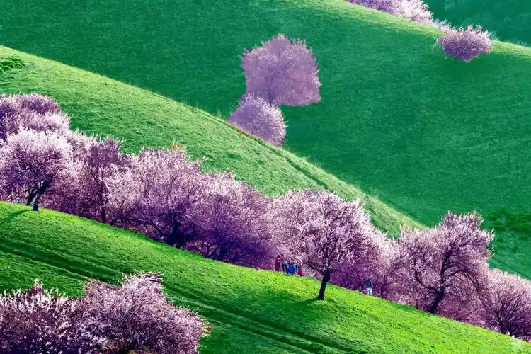 2021春-追花人～伊犁杏花沟旅摄杏花掠影(4)