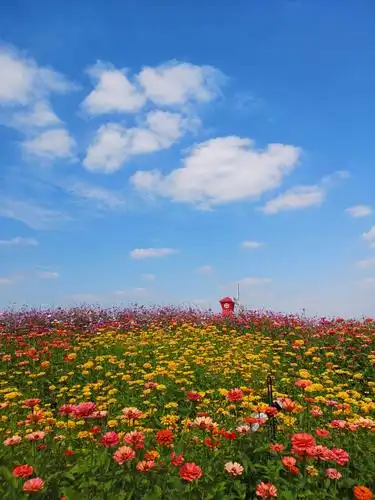 蓝天,白云,花海