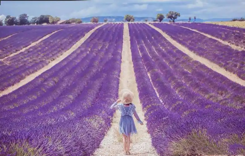 女摄影师游普罗旺斯 薰衣草紫色花海美如画