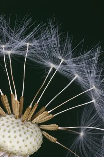 微距镜头下的蒲公英之美