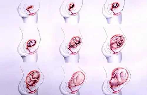 为什么临产前胎宝宝会头朝下入盆胎儿不会脑充血原来是这样