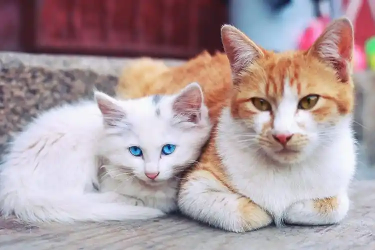 猫猫图片大全可爱 高清壁纸 摄影图片