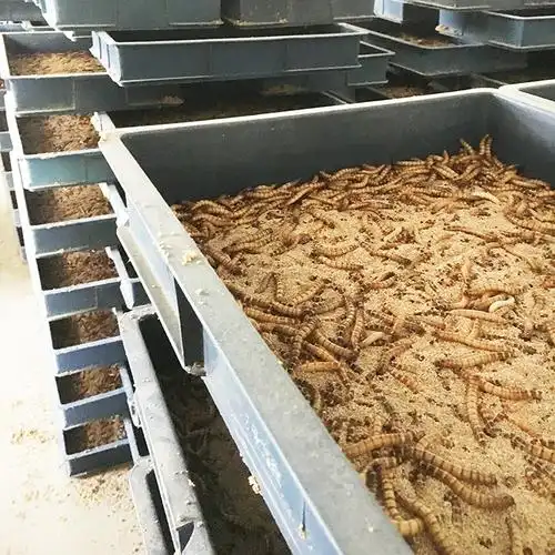 养殖黄粉虫的成本及利润 养50斤黄粉虫一年能赚多少