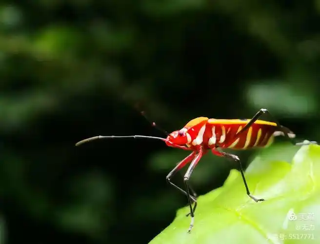 手机也能拍出大片《微距下的红蝽》