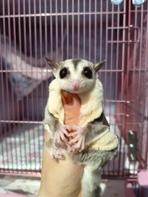 玩家蜜袋鼯好看的照片一定拍了很多张