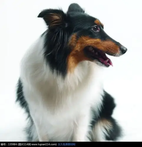 宠物狗侧面特写