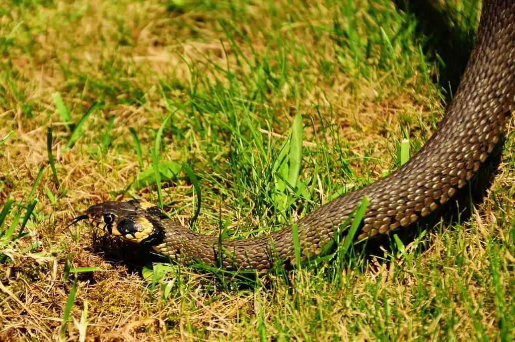 草蛇,草蛇,草,动物园,沙漠,危险的,有毒的,爬行动物,敏捷的,蛇,爬行