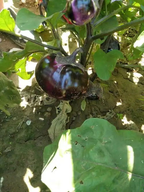 椭圆形的茄子,在叶子下静静的成长着,等待成熟.