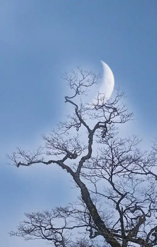 月牙树梢