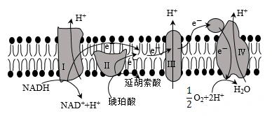 图示过程发生于有氧呼吸第三阶段d.
