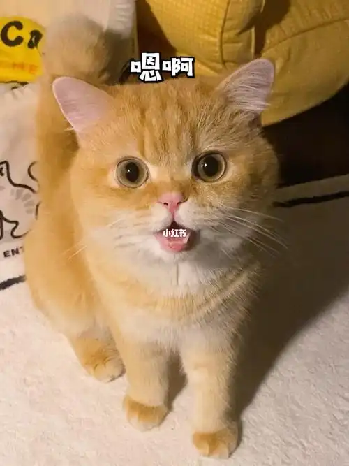 这个小猫咪好奇怪不确定我再看看04