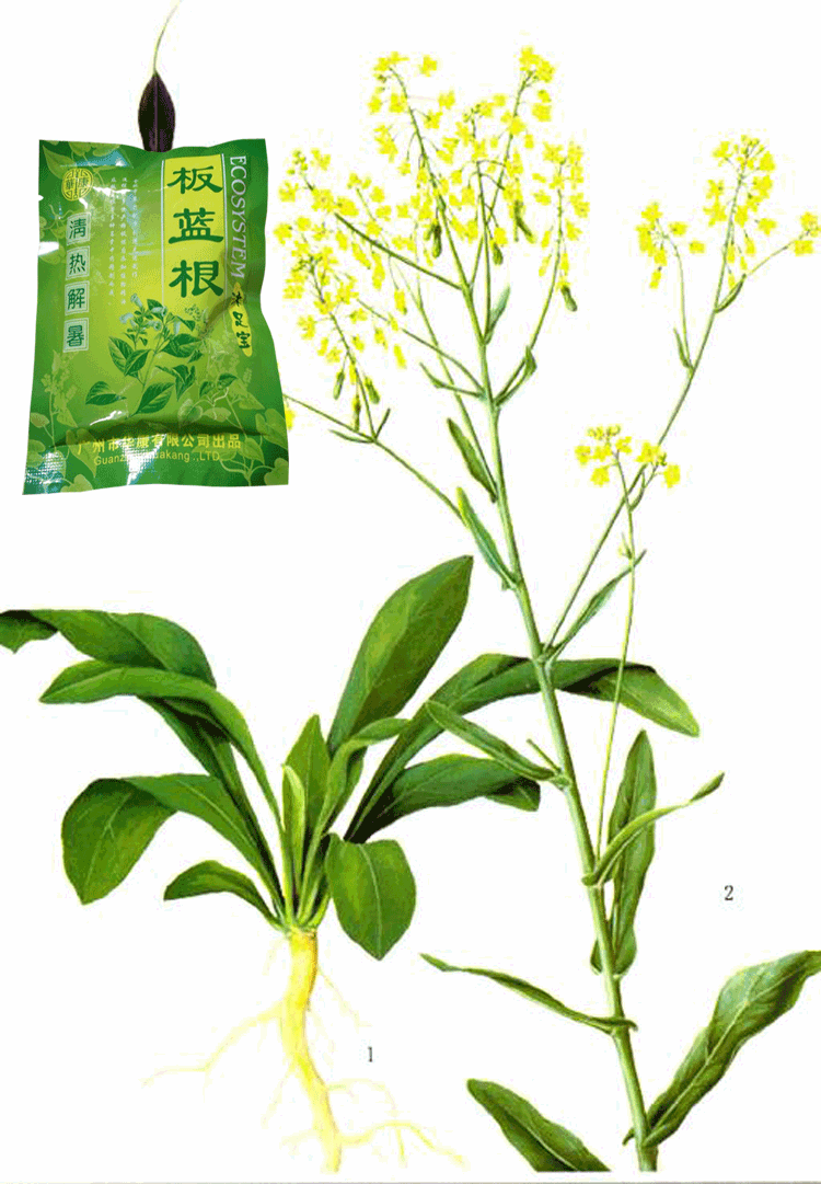 常见的板蓝根对我们有什么作用?