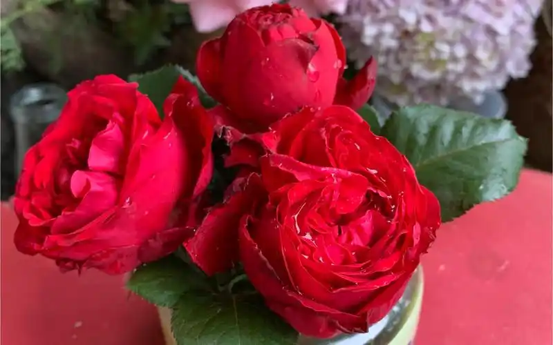 月季 - 皇家胭脂一个半月生长记录