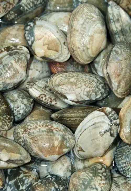 贝壳类海鲜图片及名称(渤海湾海鲜详细介绍系列)