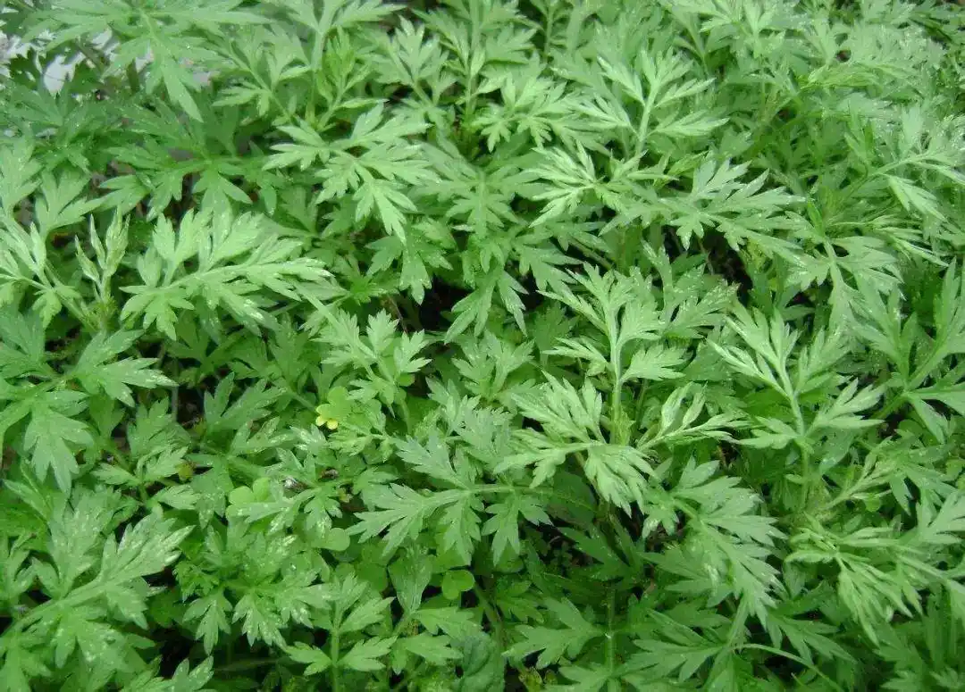 可惜很少人知道!