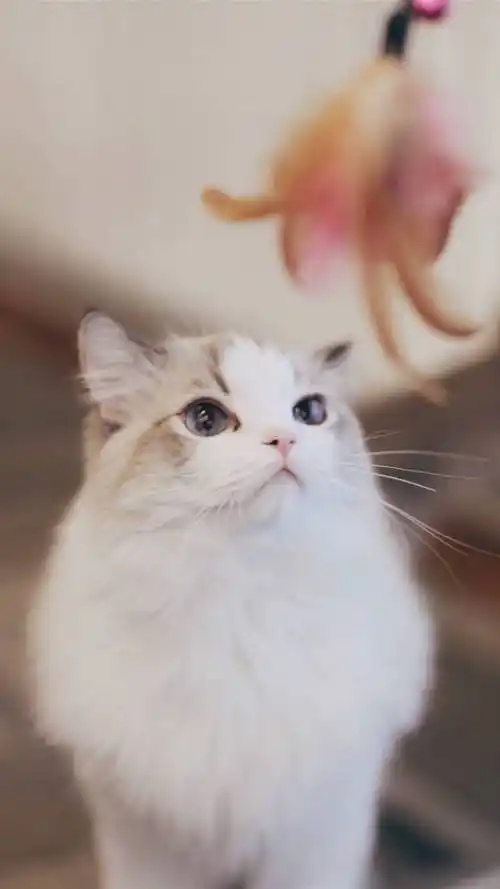 猫与逗猫棒 _ 图片网