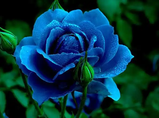蓝色月季,更像蓝色的眼睛.蓝精灵!