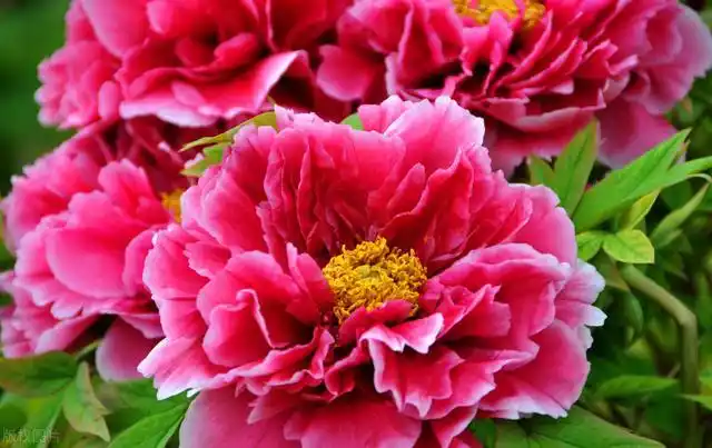 牡丹的寓意是什么扶桑牡丹的寓意是什么被称作富贵花